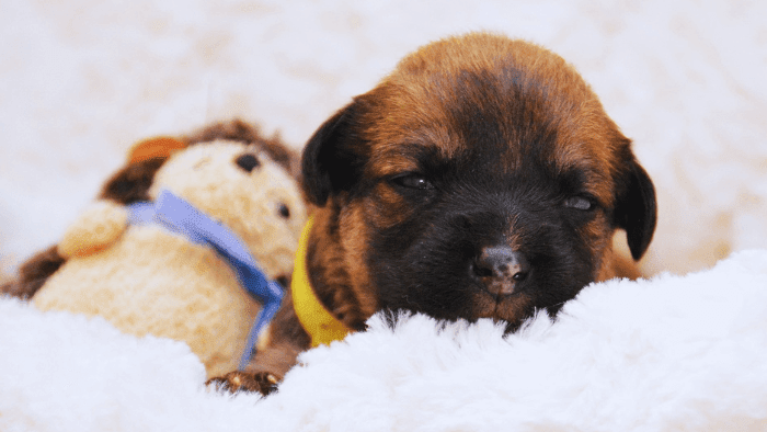 Boxer Puppy For trade Factors To Consider When Buying A Boxer Puppy
