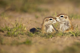 funny animal pictures, baby meerkats