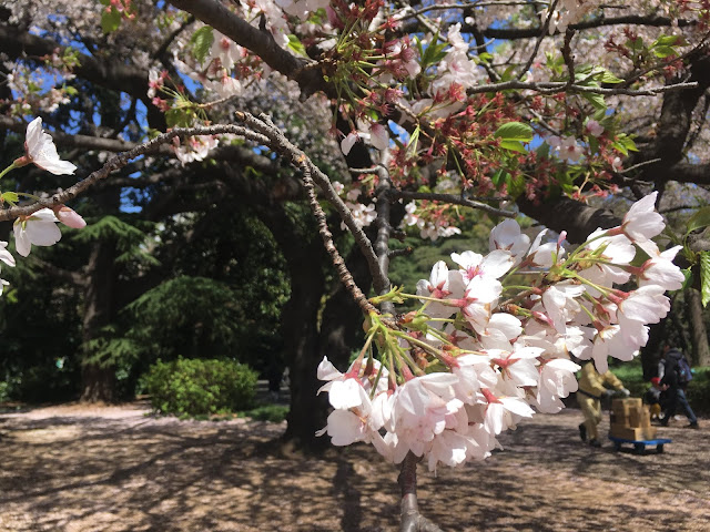 新宿御苑のサクラ