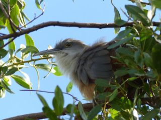 Coccyzus merlini - Tacco de Cuba