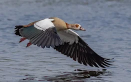 Low Flying Egyptian Goose Woodbridge Island Image Copyright Vernon Chalmers Photography