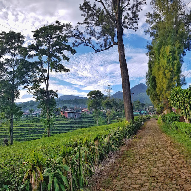 Penginapan di Kebun Teh Pagilaran