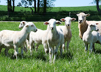 Katahdin lambs on pasture