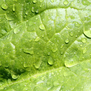 leaf with water droplets texture desktop background wallpaper