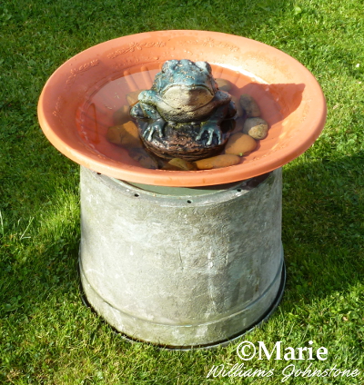 Frog design statue in the shallow bird bath