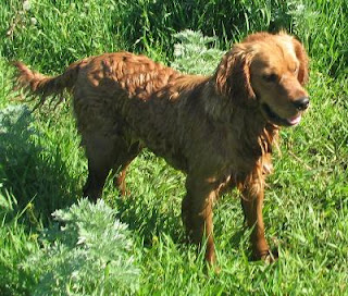 Golden Cocker retriever wallpapers 