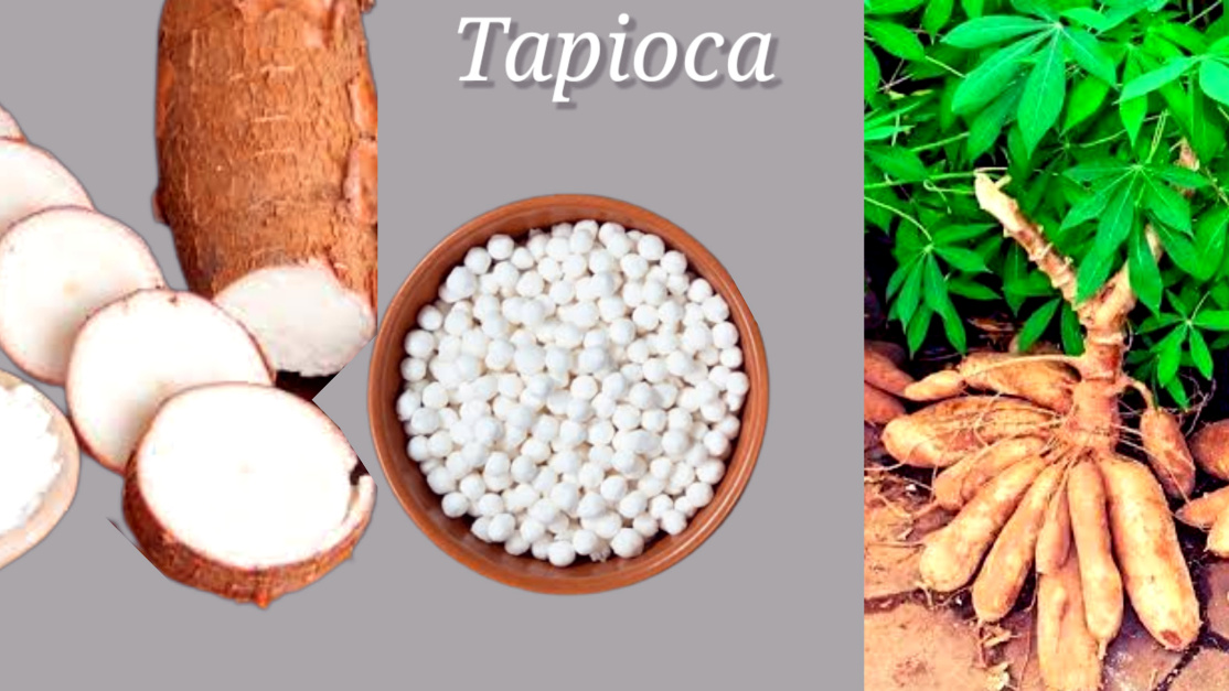 Health Benefit of Tapioca