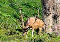 Spotted Dear at Chitwan National Park