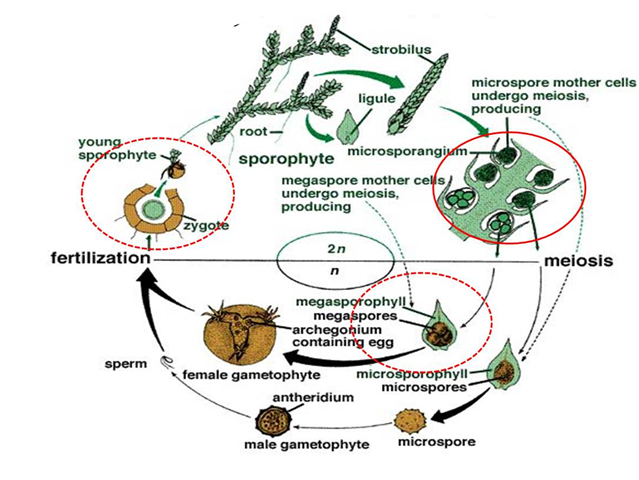 Seed habit in Selaginella