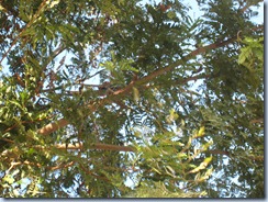 Macaw in Tree at Pirate Bight