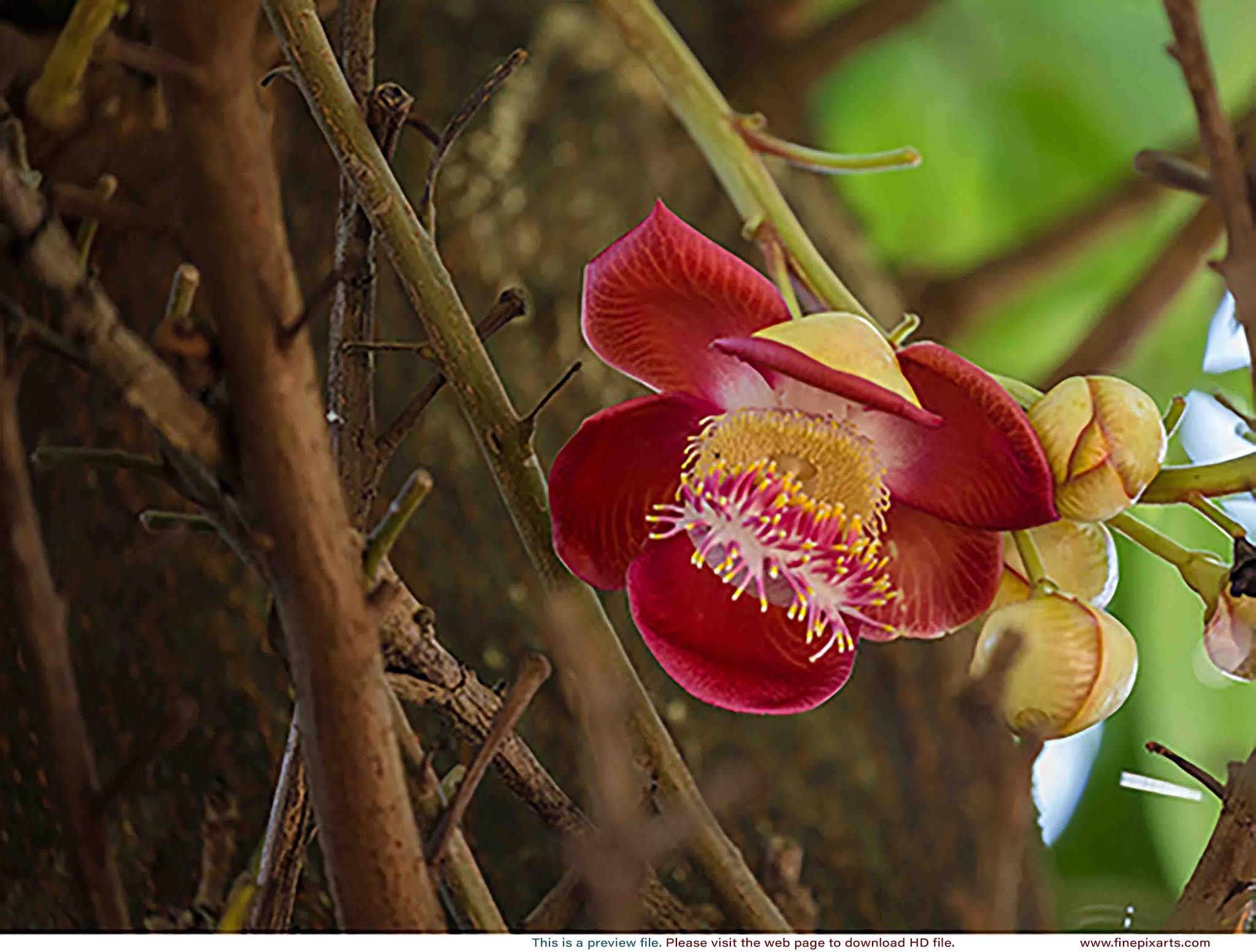 Cannonball Flowers 001