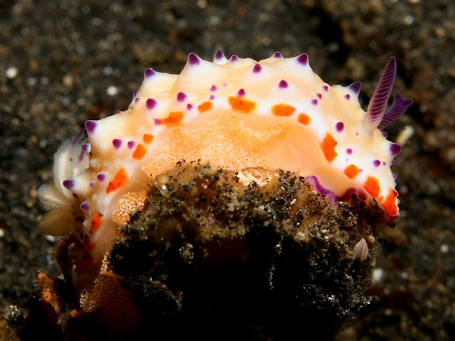 Голожаберный моллюск мексихромис многобугорчатый (Mexichromis multituberculata)