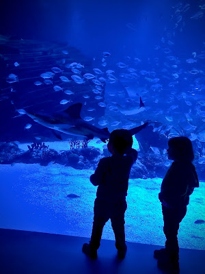 niños mirando un acuario con tiburones