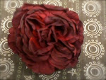 Jumbo Rose