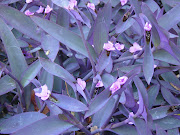 Purple Heart is a pretty great plant. The striking purple color of the . (purple heart closeup)