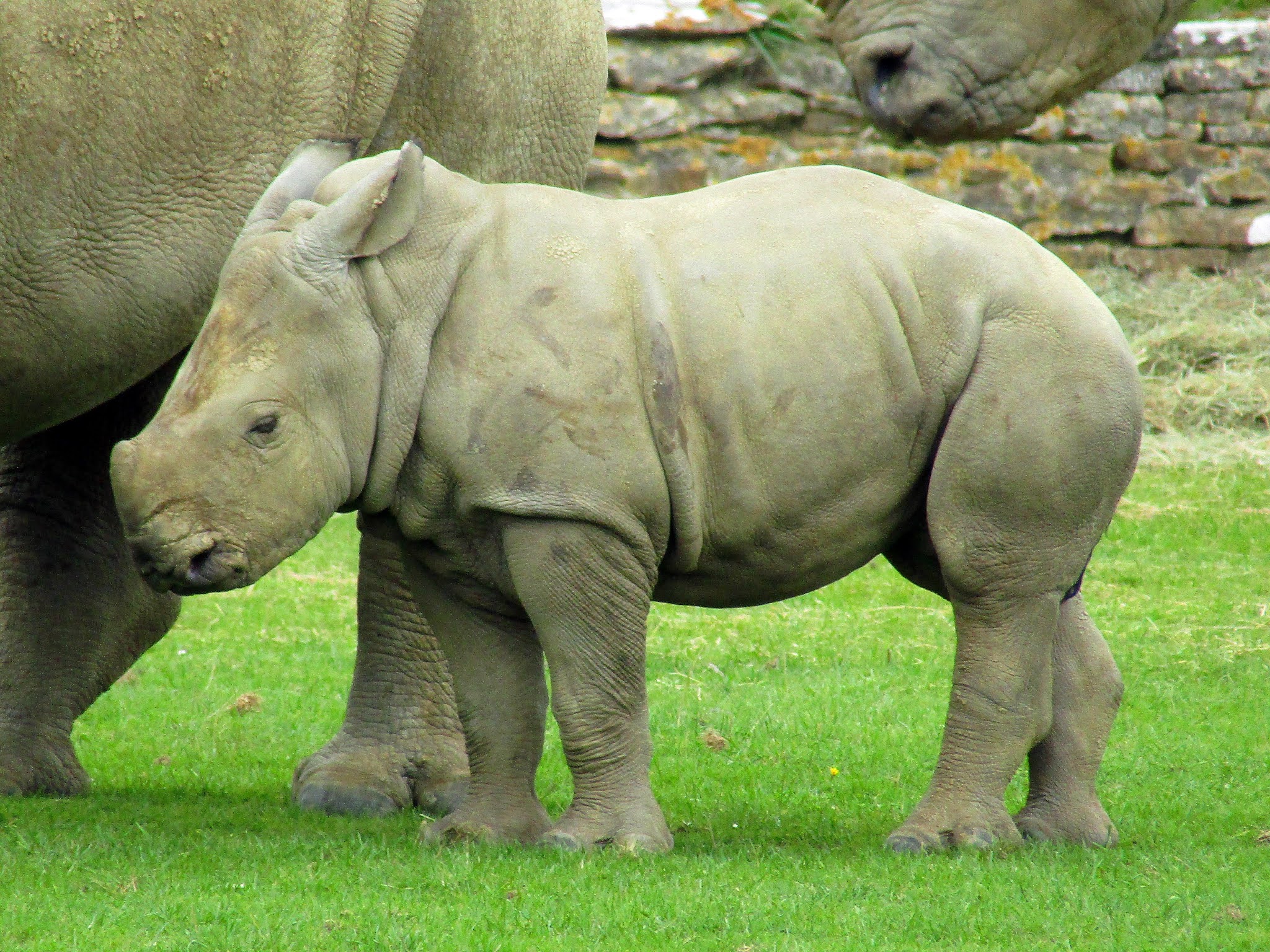 Photo of a sleepy two month old white rhino calf standing on a grassy lawn and facing the left, with two legs of an adult white rhino behind her to the left, and the nose of a second adult white rhino just in shot to the right.