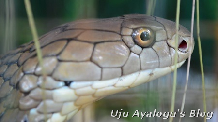 Unbelievable!!! King Cobra Swallows Python Alive After a Fight to Death (Video)