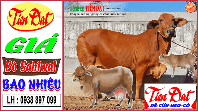 Giá bò Sahiwal giống hiện nay bao nhiêu tiền 1kg
