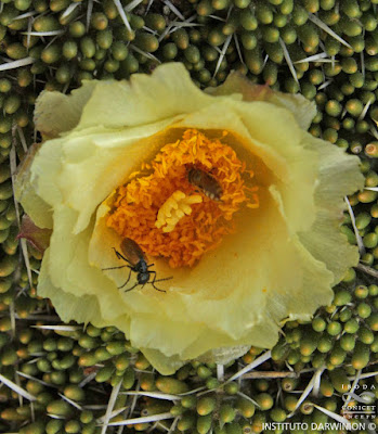 flores de espina blanca