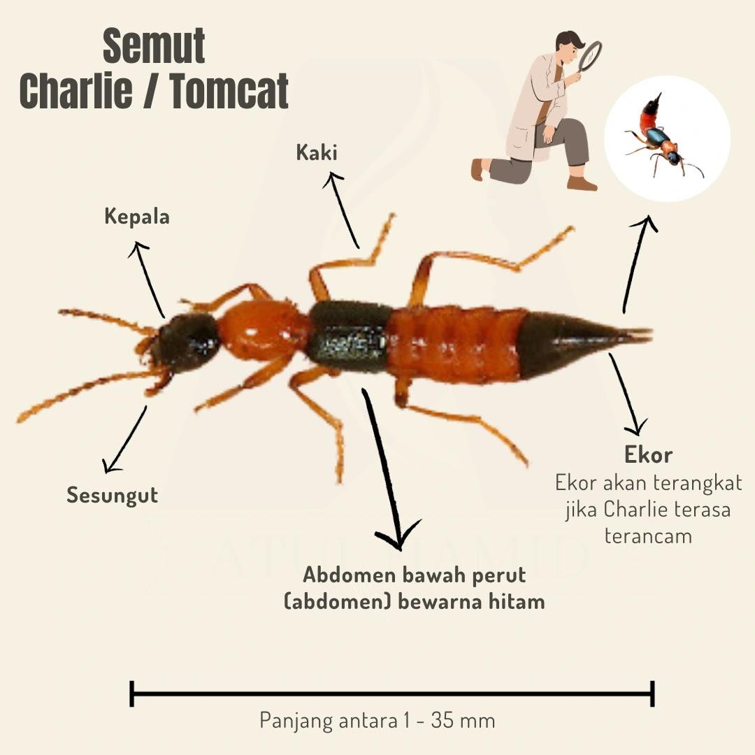 Semut Charlie bahaya dan beracun