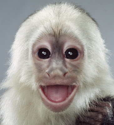 funny monkeys. funny pictures of monkeys.