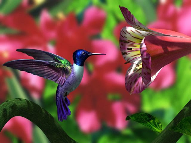 Pictures Of Hummingbird