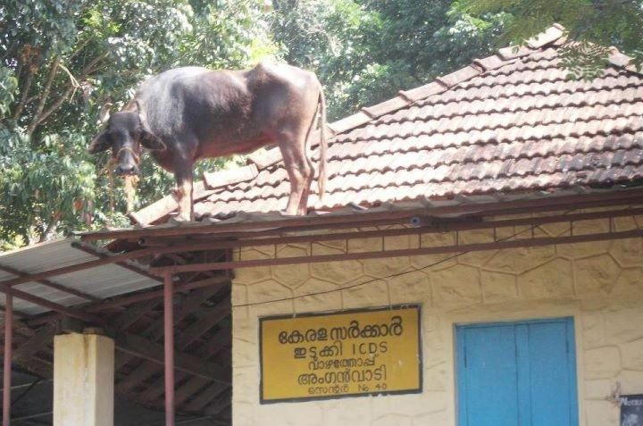Funny photos from Kerala,   God own country Kerala, State of Coconuts, Funny Photo Collection