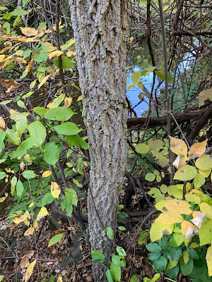 Rock Elm Cork Elm 岩榆
