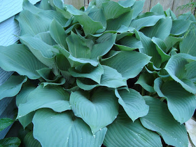 Hosta with blue leaf foliage