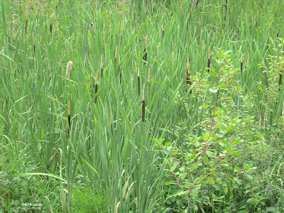 cattail marsh