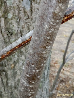 Липа амурская (Tilia amurensis)