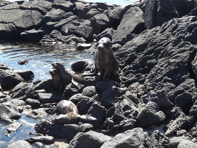 Isla Fernandina, Islas Galápagos