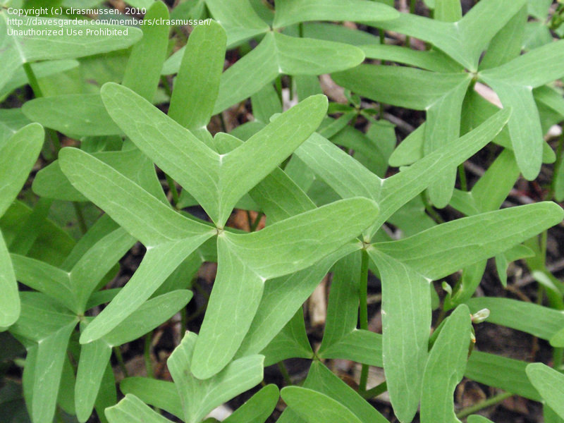 Кислица Друммонда (Oxalis drummondii)