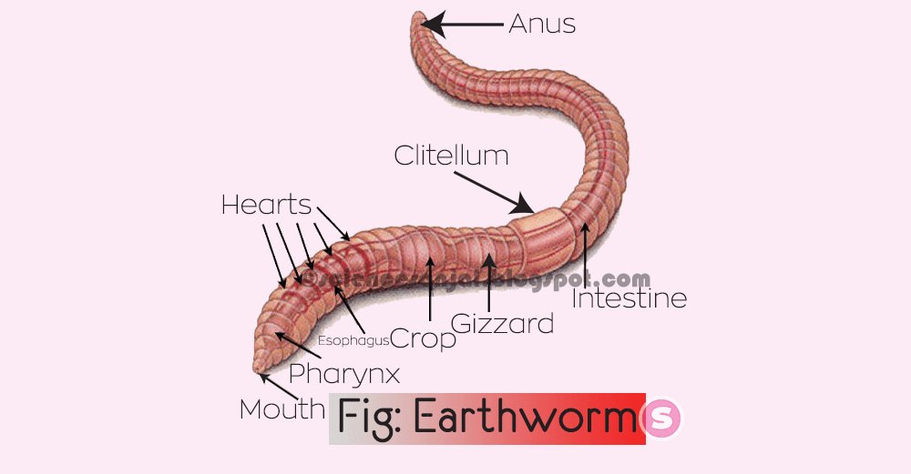 earthworm-drawing