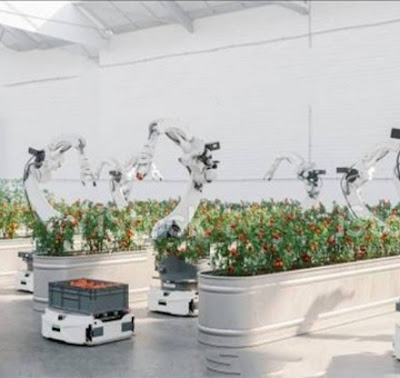 Robot collect tomato from indoor garden