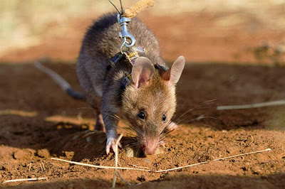 Sniffer Rats Seen On www.coolpicturegallery.us