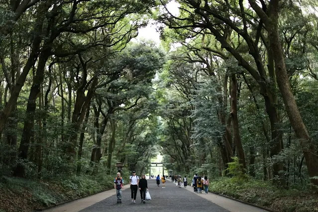 Walking path surrounded by tall trees inside Meiji Shrine forest in Tokyo