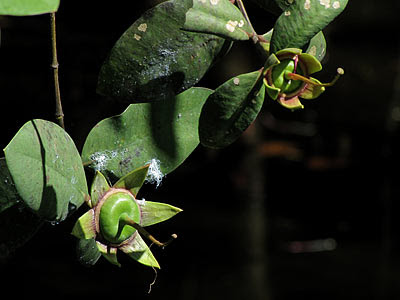 Berembang (Sonneratia caseolaris)