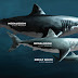 Ekosistemin En Havalı Canlısı: Köpek Balığı