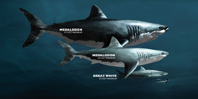 Ekosistemin En Havalı Canlısı: Köpek Balığı