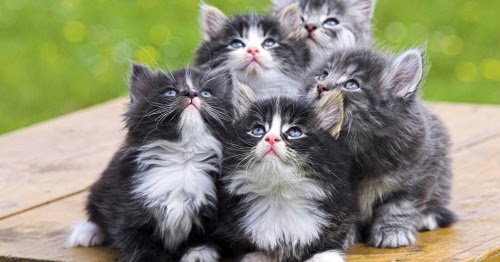 COLORBOX: Perawatan Anak Kucing