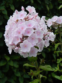 Unidentified Summer Phlox ( Phlox paniculata) fall bloom at the Toronto Botanical Garden by garden muses-not another Toronto gardening blog