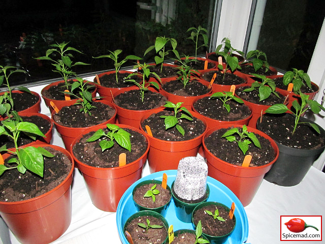 Chilli Plants in the Porch - 2nd April 2022