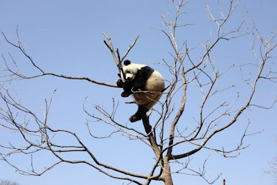 Great MSNBC collection of animal photos Seen On www.coolpicturegallery.net