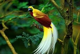 bird of paradise