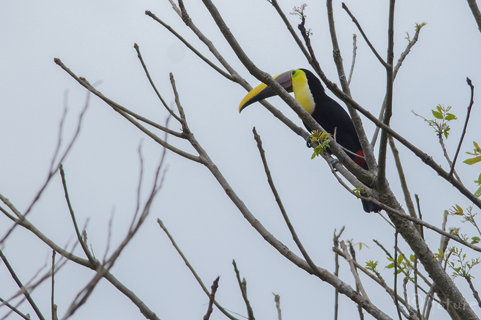 Ruskenokk-kilatuukan, Ramphastos ambiguus swainsonii, Chestnut-mandibled Toucan, Swainson's Toucan, tuukan, tocardus, tocard