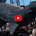 Biggest Shark in the world
