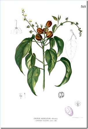 Croton oil 