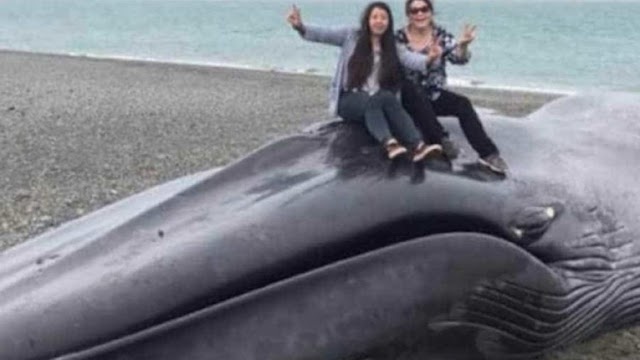 Turistas causam revolta ao tirar foto com baleia morta e riscar anima