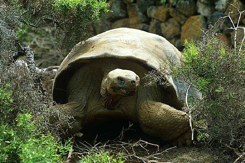 Tortuga Chelonoidis phantasticus de las islas Galápagos se creía extinta hace más de 100 años